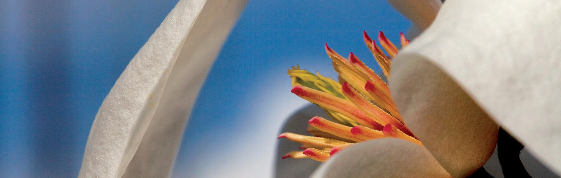 La forza è dei fiori