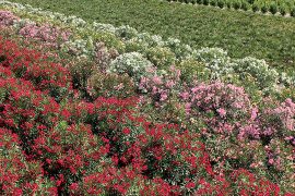 Macchia mediterranea vera passione
