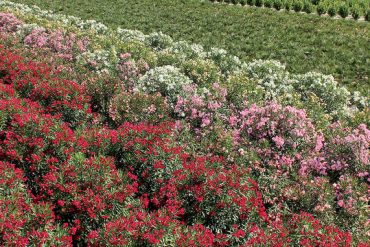 Macchia mediterranea vera passione