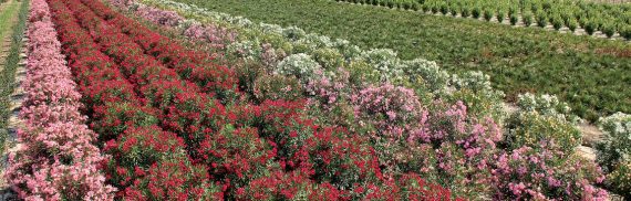 Macchia mediterranea vera passione