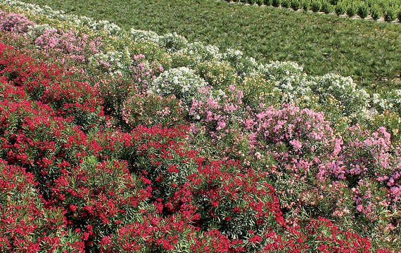 Macchia mediterranea vera passione