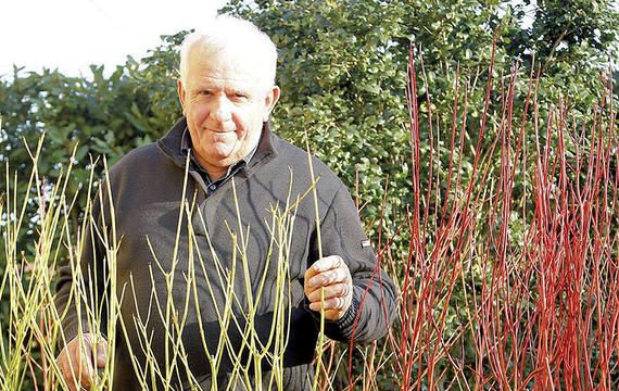 Monografia sul genere Cornus