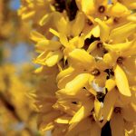 fioritura-primavera-1