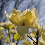 fioritura-primavera-2
