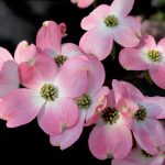 fioritura-primavera-4
