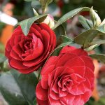 fioritura-primavera-5