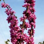 fioritura-primavera-6
