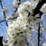 fioritura-primavera-7