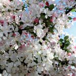 fioritura-primavera-8