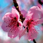 fioritura-primavera-9