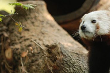 Benarrivato Panda