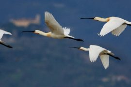 biodiversità-padule-discoverpistoia