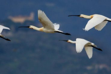 biodiversità-padule-discoverpistoia
