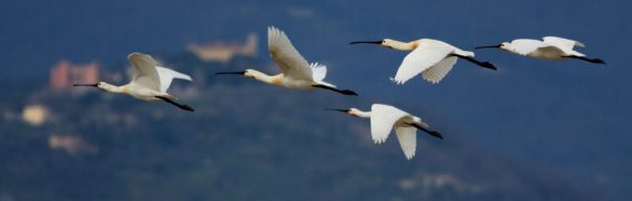 biodiversità-padule-discoverpistoia