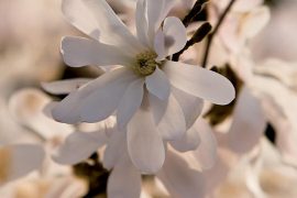 La primavera accolta con un fiore