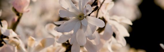 La primavera accolta con un fiore