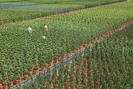 Il futuro è verde
