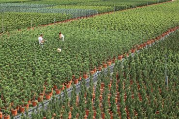 Il futuro è verde