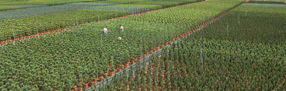 Il futuro è verde