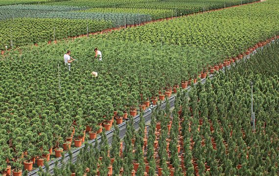 Il futuro è verde