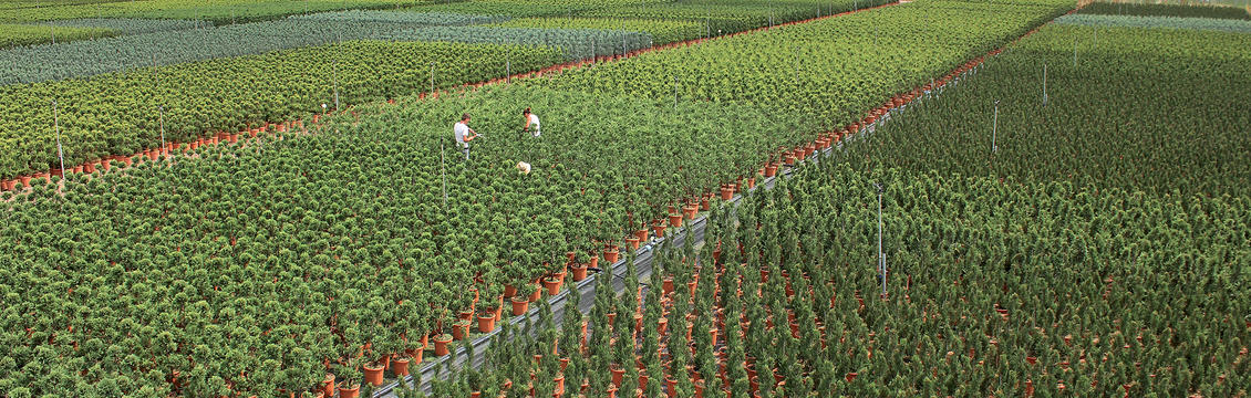 Il futuro è verde