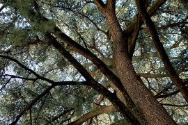 Le maestose chiome dei cedri