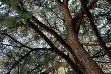 Le maestose chiome dei cedri