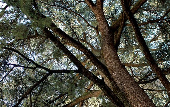 Le maestose chiome dei cedri