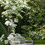 cornus-1