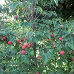 cornus-10