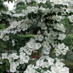 cornus-12