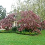 cornus-2