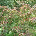cornus-3