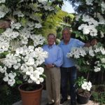 cornus-4