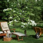 cornus-5