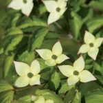 cornus-6