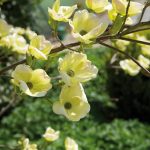 cornus-8