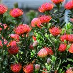 flora-toscana-fiori-discoverpistoia