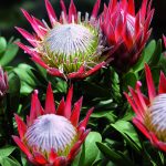 flora-toscana-servizi-cooperativa-agricola-discoverpistoia