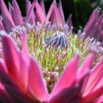flora-toscana-settore-florovivaistico