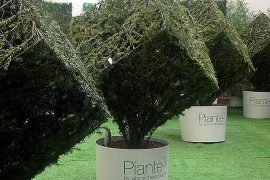 immagine-copertina-piante-al-cubo-pistoia