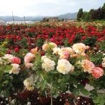 mafia-rose-7