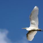 biodiversit-1