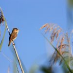 biodiversit-2