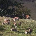 cervi-natura2