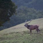cervo-natura4