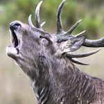 cervo_bramito