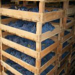 fruttai-azienda-tacinaia-discoverpistoia
