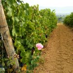tacinaia-quarrata-discoverpistoia