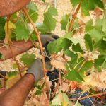 azienda-tacinaia-quarrata-uva-discoverpistoia